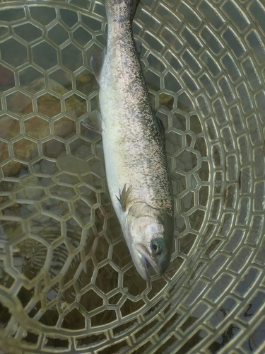 サクラマスの釣果