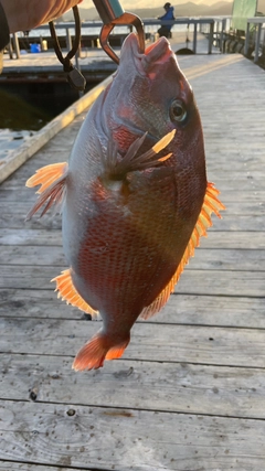 マダイの釣果