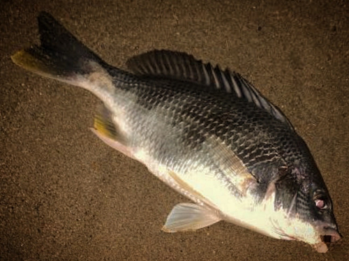 キビレの釣果