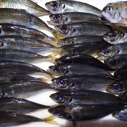 中通り在住の釣りキチの釣果