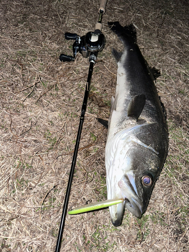 シーバスの釣果