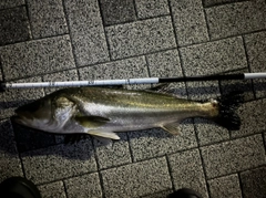 スズキの釣果