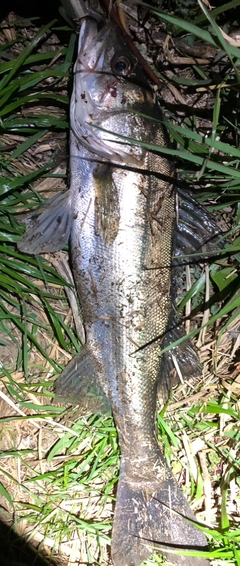 シーバスの釣果