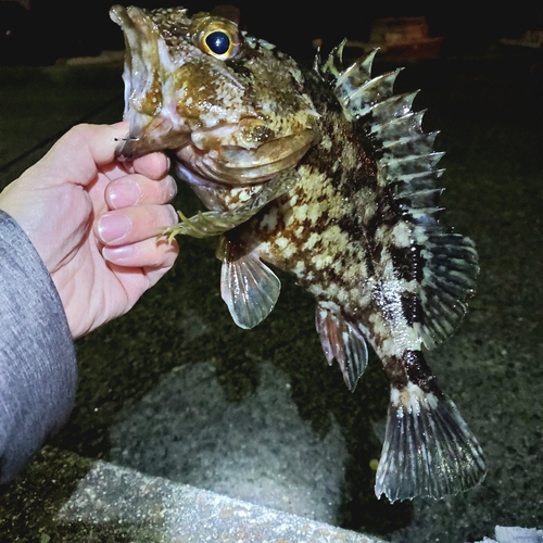 カサゴの釣果