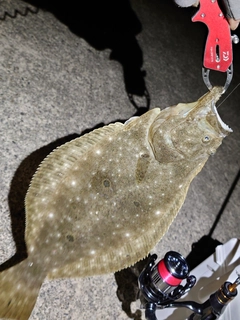 ヒラメの釣果