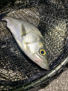 フッコ（マルスズキ）の釣果