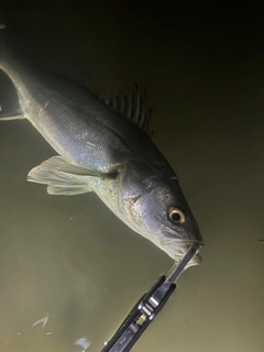 スズキの釣果