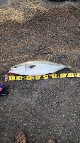 ヤズの釣果