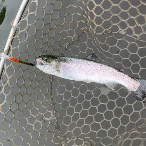 ニジマスの釣果