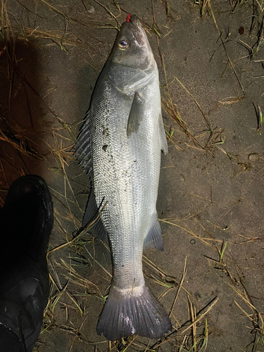 ヒラスズキの釣果