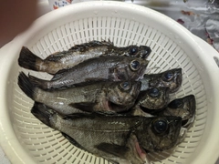 メバルの釣果