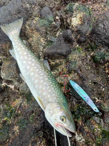 アメマスの釣果