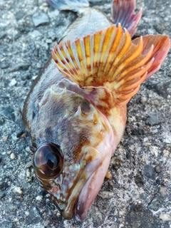 カサゴの釣果