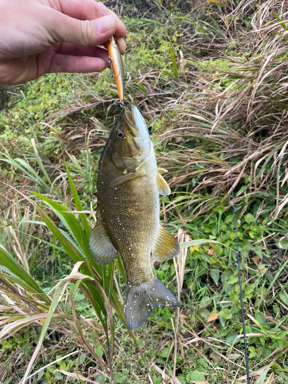 スモールマウスバス