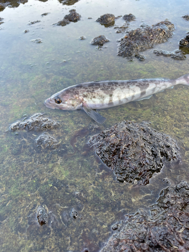 ホッケの釣果