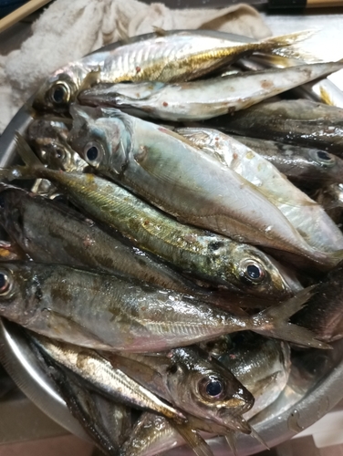 アジの釣果