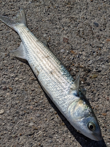 ボラの釣果