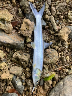 カライワシの釣果