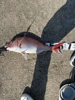 マダイの釣果