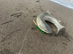 アメマスの釣果