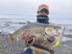 アメマスの釣果