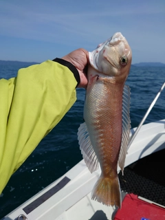 アマダイの釣果