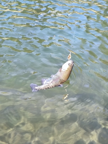 ニジマスの釣果