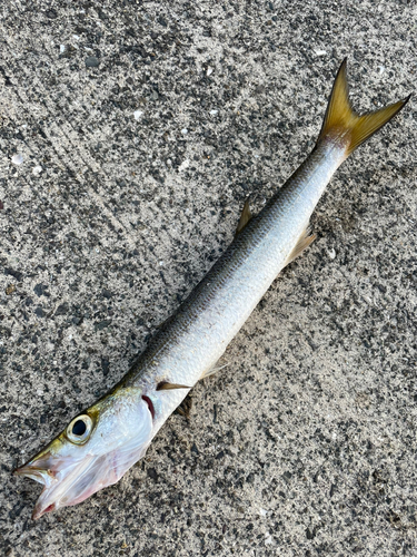 タイワンカマスの釣果