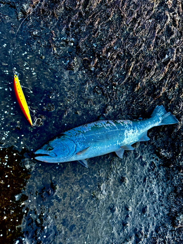 サクラマスの釣果