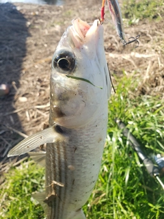 ボラの釣果