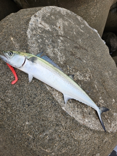 サゴシの釣果