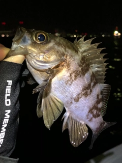 クロメバルの釣果