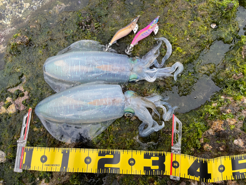 アオリイカの釣果