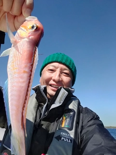 アマダイの釣果