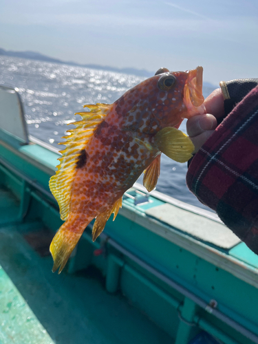 アコウの釣果