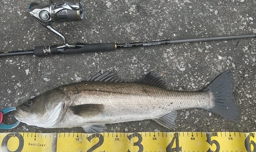 シーバスの釣果