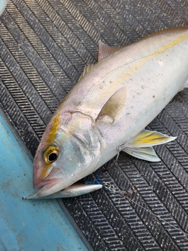 カンパチの釣果