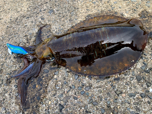 アオリイカの釣果