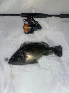 クロソイの釣果