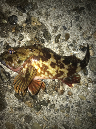 カサゴの釣果