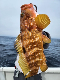 キジハタの釣果