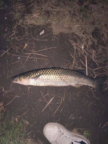 ニゴイの釣果