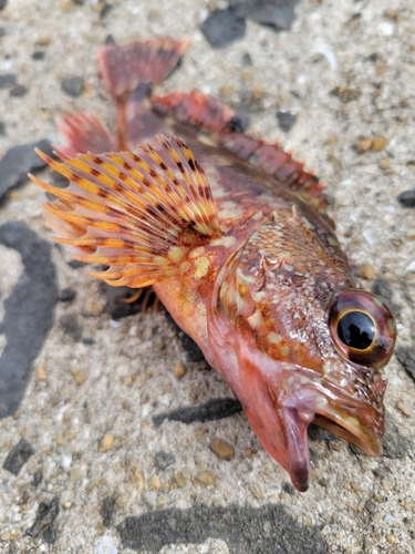 カサゴの釣果