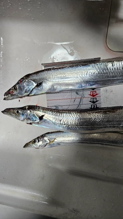 タチウオの釣果