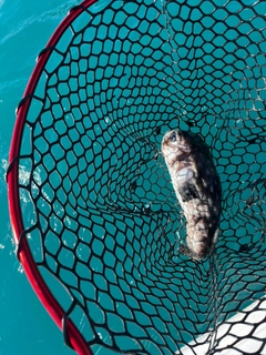 イシガキフグの釣果