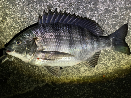 チヌの釣果