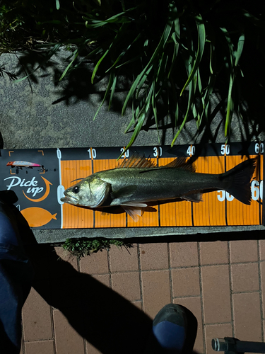 シーバスの釣果