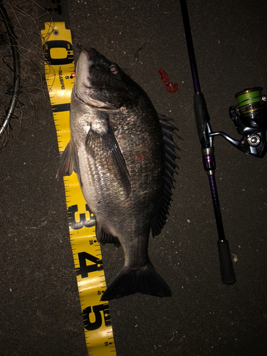 クロダイの釣果