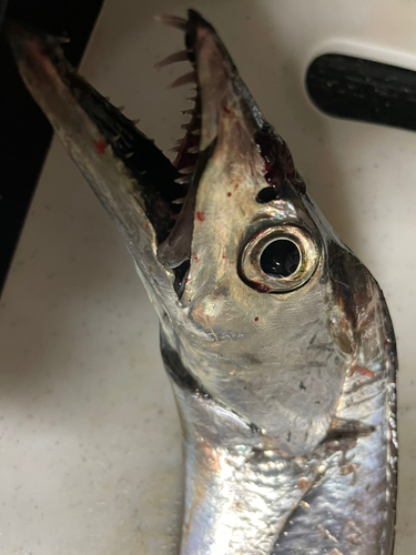 タチウオの釣果