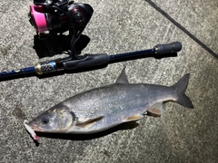 ウグイの釣果